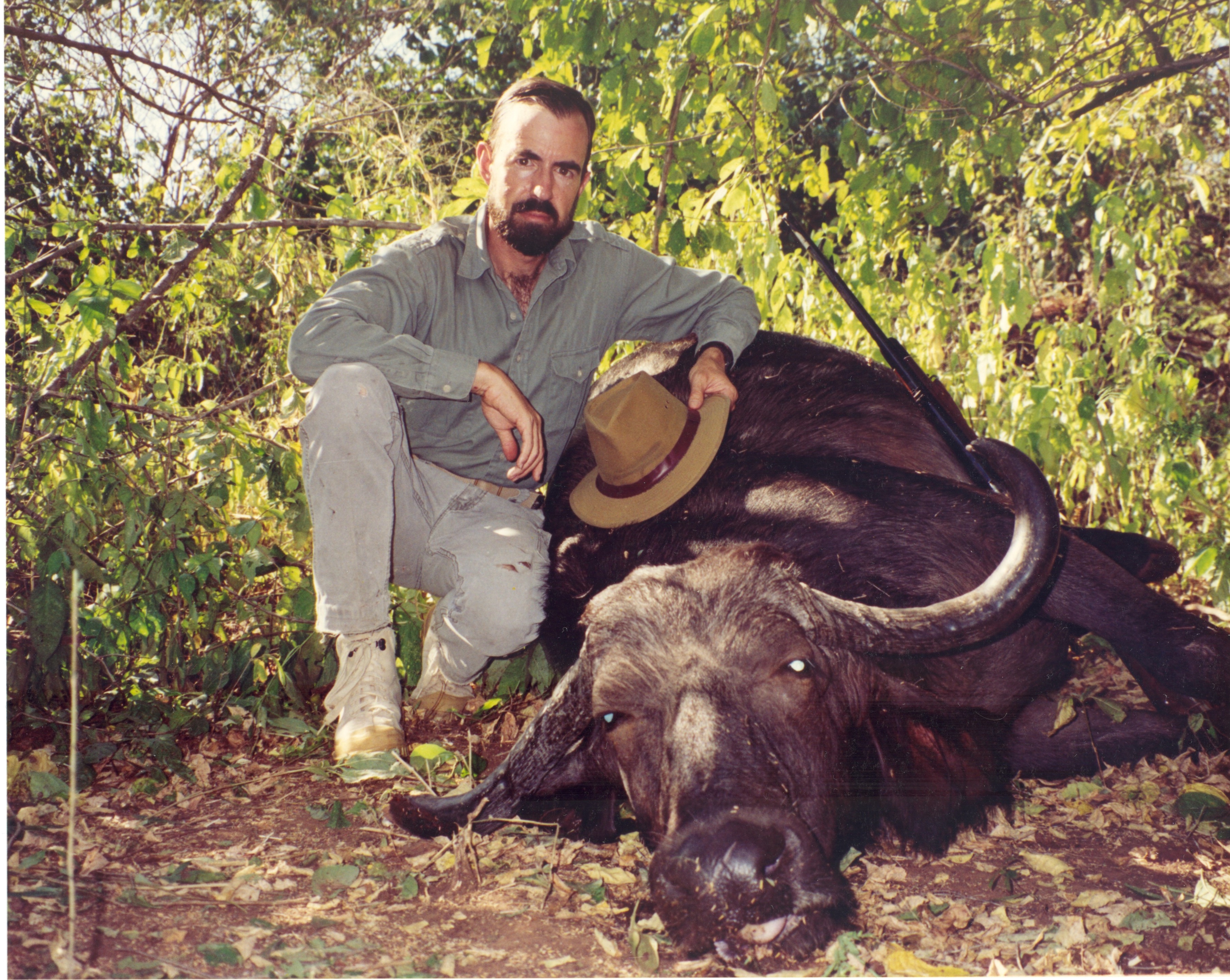 BUFFALO COW Zambezi Valley A Camp 1991.jpg