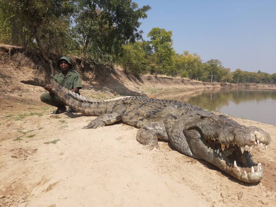 croc 2.jpg