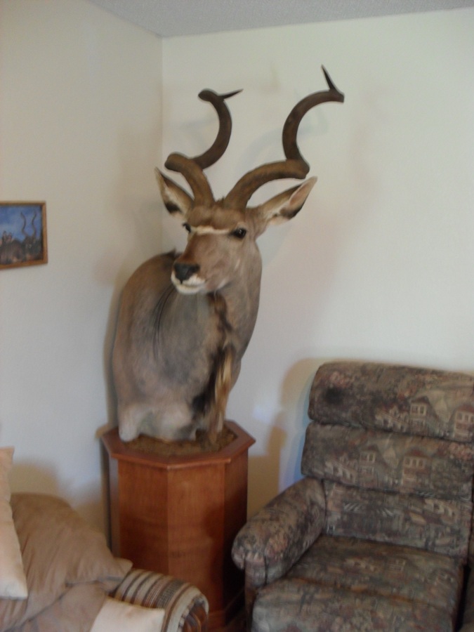 kudu reduced.JPG