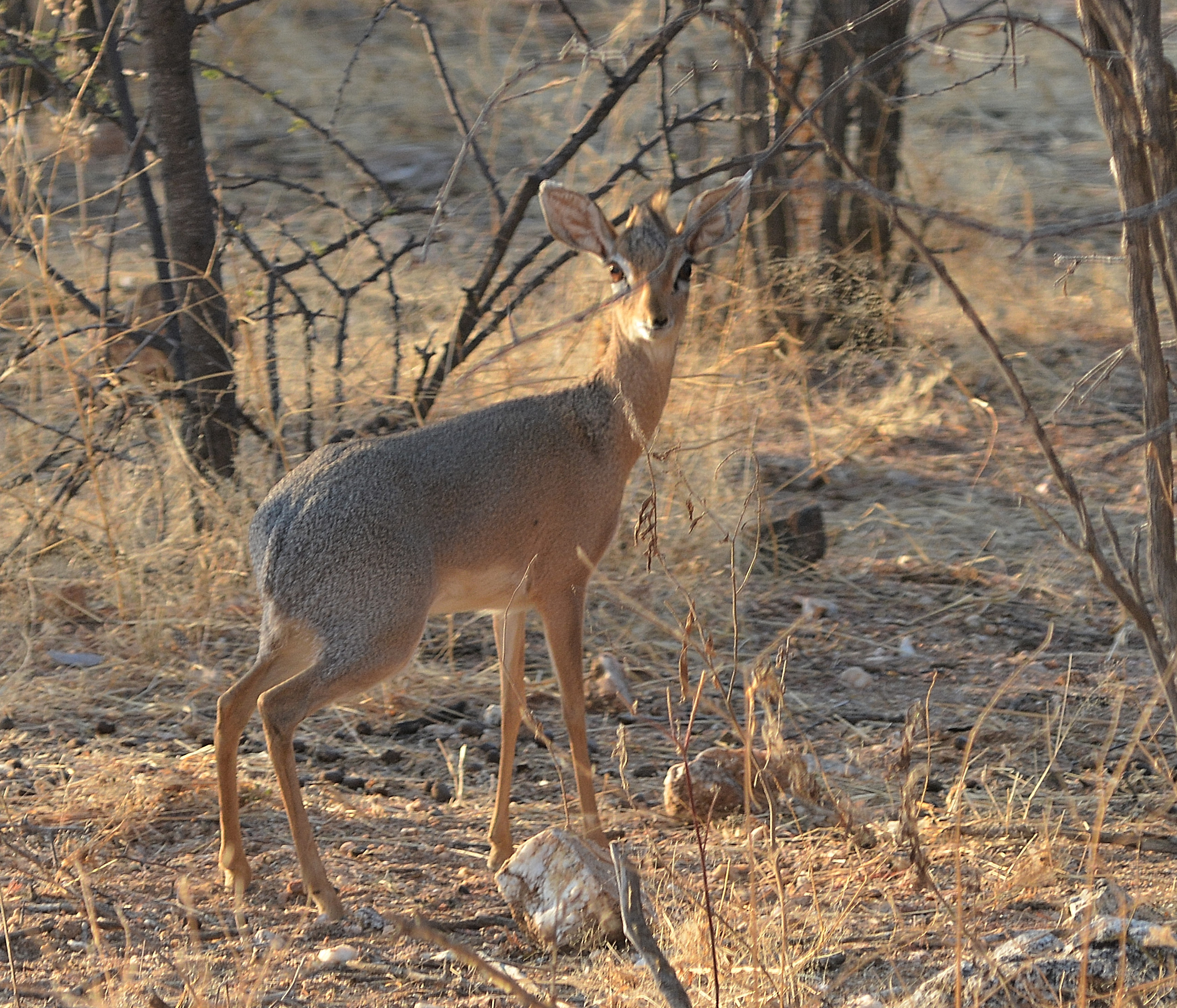 Namibia (237).JPG