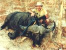 Bobs-Buffalo-Small.jpg