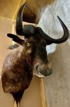 Gnu.jpg