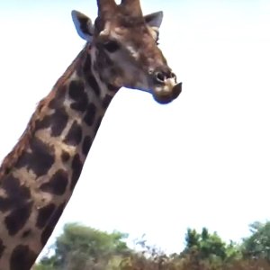 Pilanesberg National Park South Africa