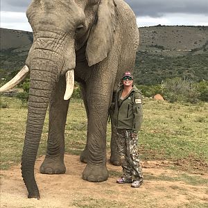 Elephant South Africa