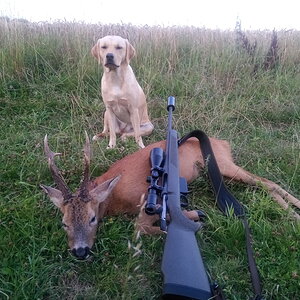 Roe Deer Hunt England