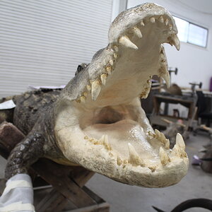 Crocodile