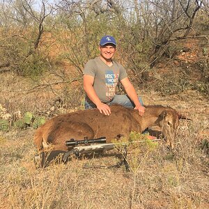 Red Stag Female Hunting Texas USA