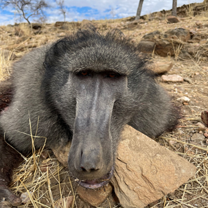 Hunting Baboon in Namibia