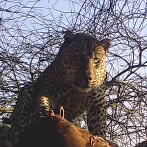 Leopard Tanzania