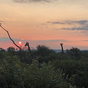 Giraffe Wildlife South Africa