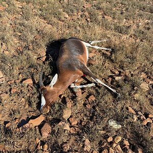 Blesbok Hunt Eastern Cape South Africa