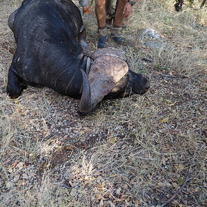 Buffalo Hunt South Africa