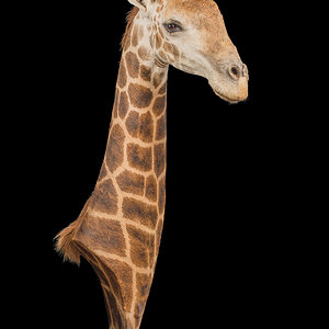 Giraffe Neckmount Taxidermy
