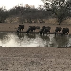 Black Wildsebeest South Africa