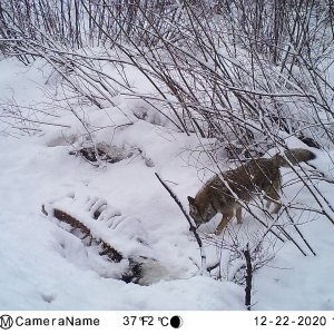 Coyote
