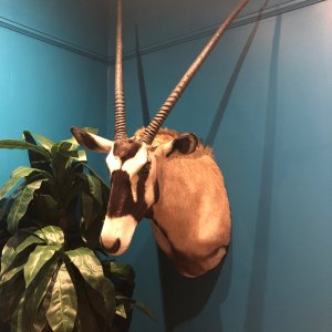 Gemsbok Cow Shoulder Mount Taxidermy