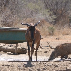 Unusual Tsessebe South Africa