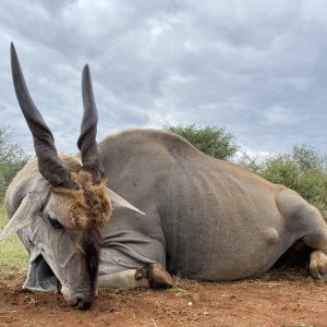 Eland Hunting