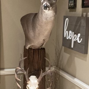 Whitetail Pedestal Mount Taxidermy