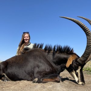 Sable Hunting South Africa
