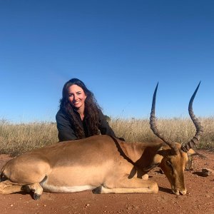 Impala Hunt Limpopo South Africa