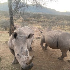White Rhino South Africa