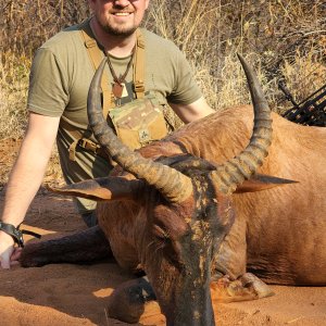 Tsessebe Hunt South Africa