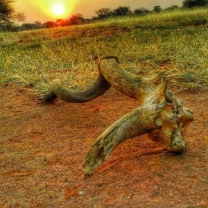 African sunset