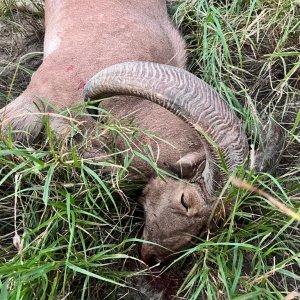 Auodad Hunt Texas