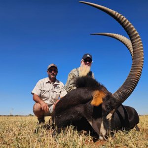 Sable 44"