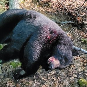 Black Bear Hunt