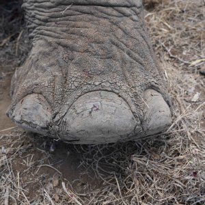 Elephant Foot South Africa