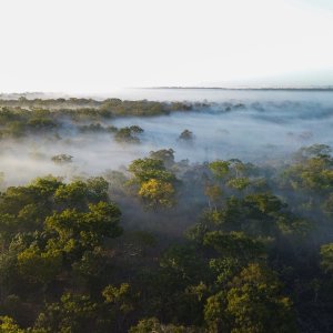 Chinizuia Forest Mozambique