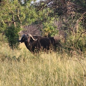Buffalo Mozambique