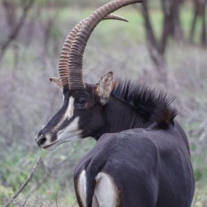 Sable