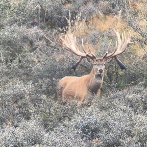 Fallow Deer New Zealand