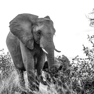 Elephant
