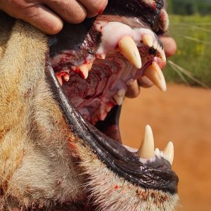 Lioness Revolver Hunt
