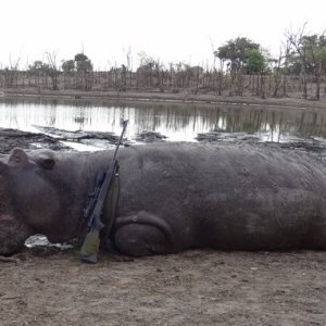 Hippo Hunting