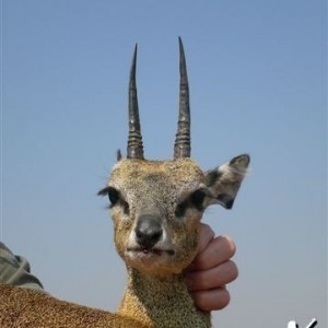 Klipspringer
