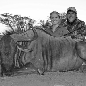 Bluewildebeest bull