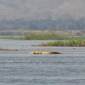 10' croc - 100 yds from the Hippo I shot