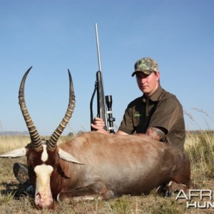 Blesbok