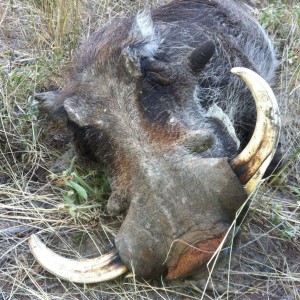 Warthog
