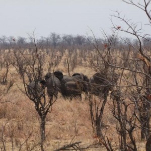 Elephants Galore
