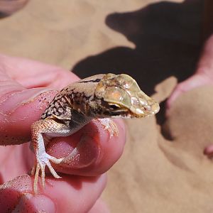 Namibia Sand Diving Lizard Sandwich Harbor Namibia