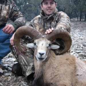 Armenian Mouflon