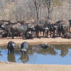 Spear Safaris