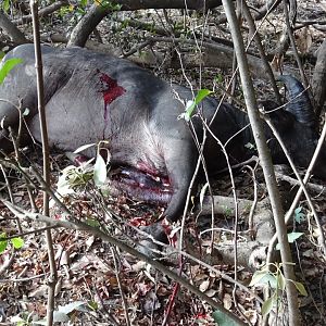 Hunting West African Buffalo in Benin