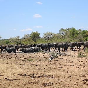 Pro Hunting Safaris Buffalo South Africa